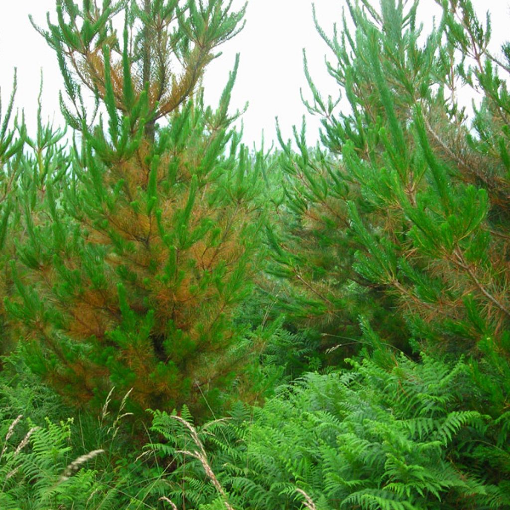 pines