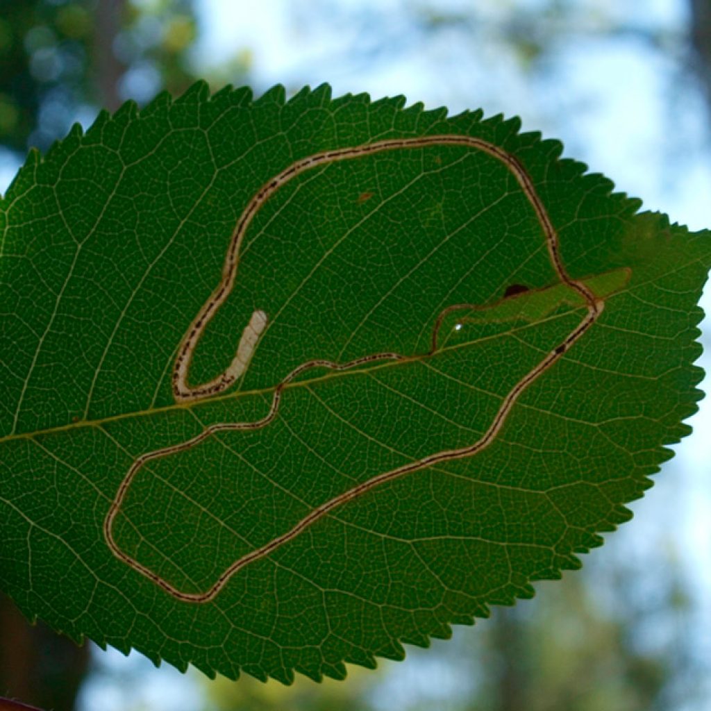 leaf-miner