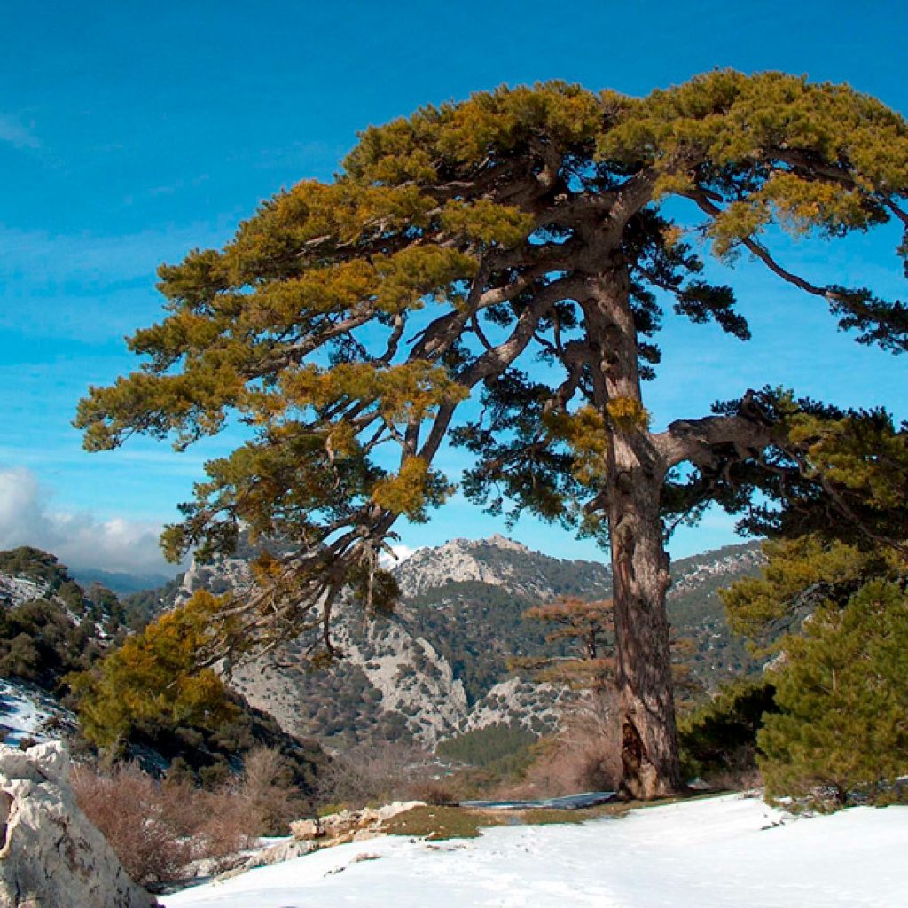 pinus-nigra